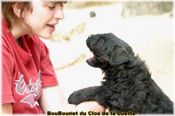 DU CLOS DE LA LUETTE SITE WEB ELEVAGE DU CLOS DE LA LUETTE SPECIALISE POUR LE BOUVIER DES FLANDRES COPYRIGHT DEPOSE